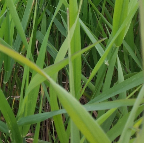 Meet your Posher, o_gemstone - Picture 1 of 1